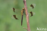 Bandheidelibel (Sympetrum pedemontanum) 