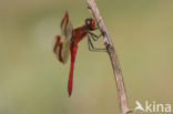 Bandheidelibel (Sympetrum pedemontanum) 