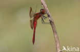 Bandheidelibel (Sympetrum pedemontanum) 