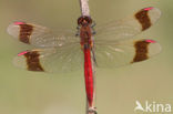 Bandheidelibel (Sympetrum pedemontanum) 