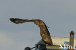 Buizerd (Buteo buteo)