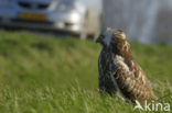 Buizerd (Buteo buteo)