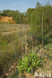 Geel vingerhoedskruid (Digitalis lutea)