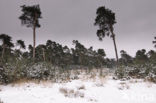 Grove den (Pinus sylvestris)