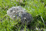 Haas (Lepus europaeus)