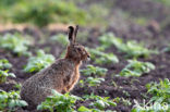 Haas (Lepus europaeus)