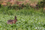 Haas (Lepus europaeus)