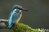 IJsvogel (Alcedo atthis)