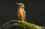 IJsvogel (Alcedo atthis)