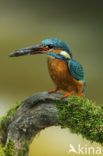 IJsvogel (Alcedo atthis)