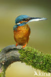 IJsvogel (Alcedo atthis)