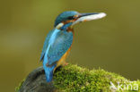 IJsvogel (Alcedo atthis)