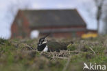 Kievit (Vanellus vanellus)