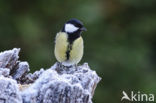 Koolmees (Parus major)