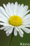 Madeliefje (Bellis perennis)