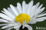 Madeliefje (Bellis perennis)