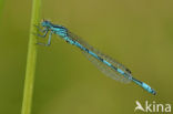 Mercuurwaterjuffer (Coenagrion mercuriale) 