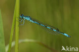 Mercuurwaterjuffer (Coenagrion mercuriale) 