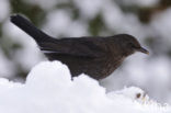 Merel (Turdus merula)