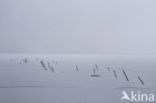 Nationaal Park Lauwersmeer