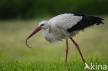 Ooievaar (Ciconia ciconia)