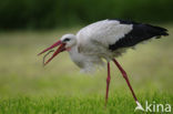 Ooievaar (Ciconia ciconia)