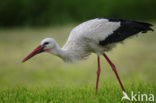 Ooievaar (Ciconia ciconia)