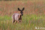 Ree (Capreolus capreolus)