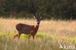 Ree (Capreolus capreolus)