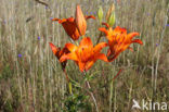 Orange Lily (Lilium bulbiferum subsp.croceum)