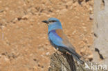 Scharrelaar (Coracias garrulus) 