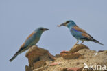 Scharrelaar (Coracias garrulus) 