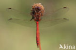 Steenrode heidelibel (Sympetrum vulgatum)