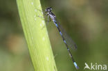 Variabele waterjuffer (Coenagrion pulchellum)