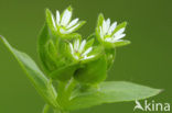 Vogelmuur (Stellaria media)