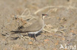 Vorkstaartplevier (Glareola pratincola)