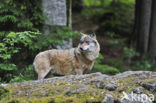 Wolf (Canis lupus)