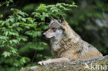 Wolf (Canis lupus)