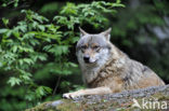 Wolf (Canis lupus)