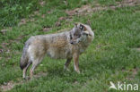 Wolf (Canis lupus)