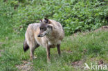 Wolf (Canis lupus)