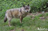 Wolf (Canis lupus)