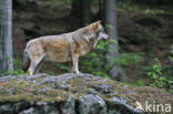 Wolf (Canis lupus)