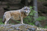 Wolf (Canis lupus)