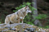 Wolf (Canis lupus)