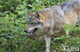 Wolf (Canis lupus)