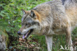 Wolf (Canis lupus)