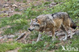 Wolf (Canis lupus)