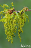 Zomereik (Quercus robur)