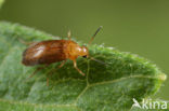 Anaspis lurida